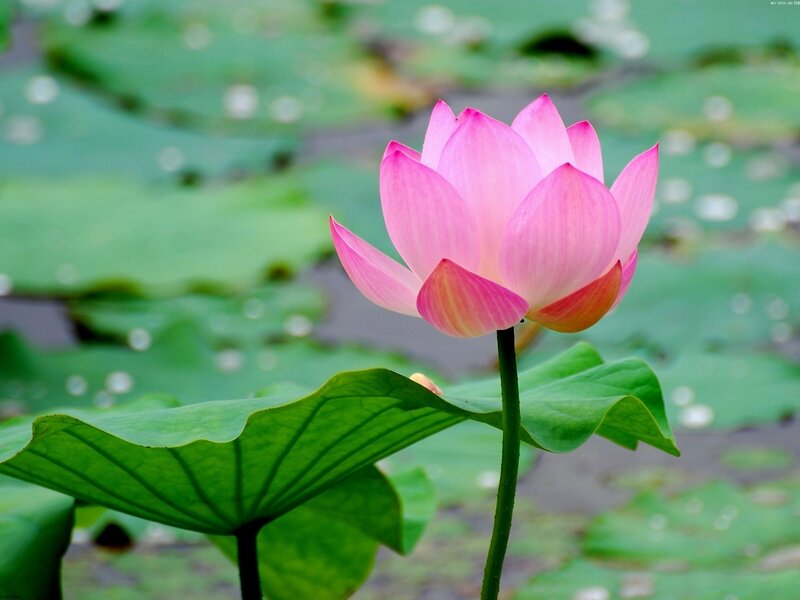 Pink lotus flower in pond