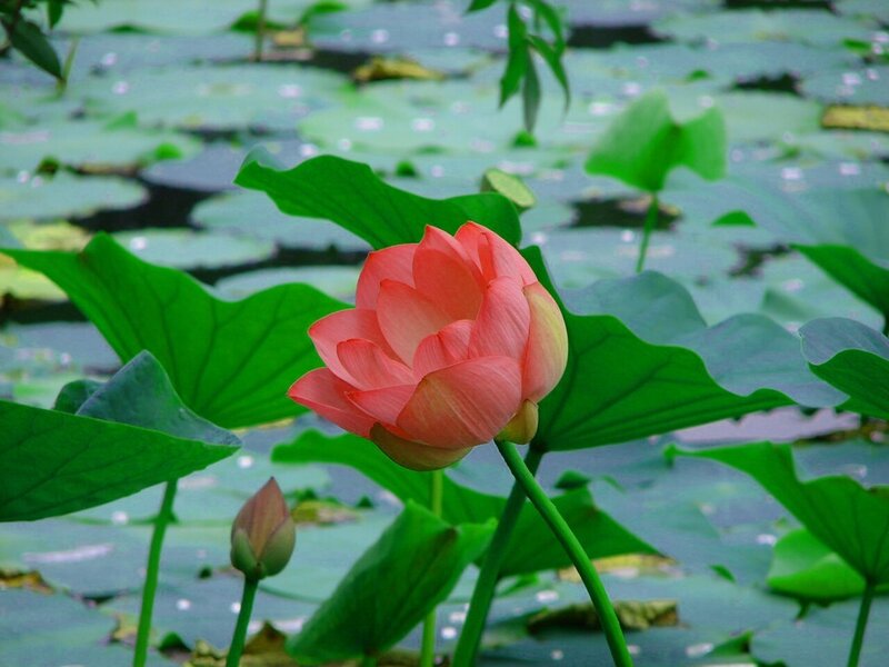Pink lotus flower in pond
