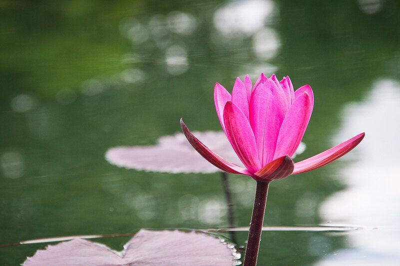 Pink lotus flower in pond