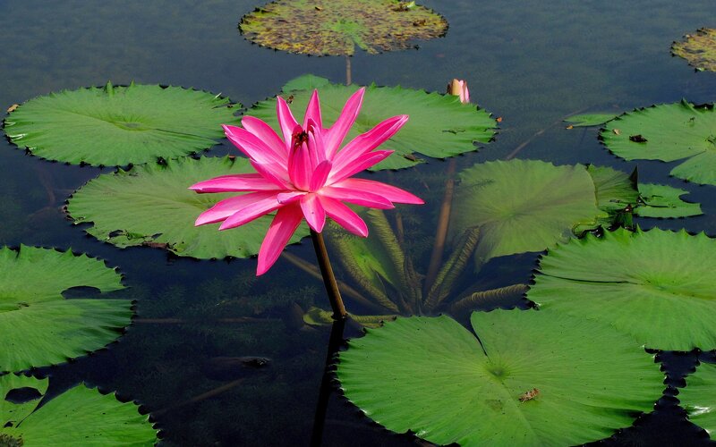 Pink lotus flower in pond