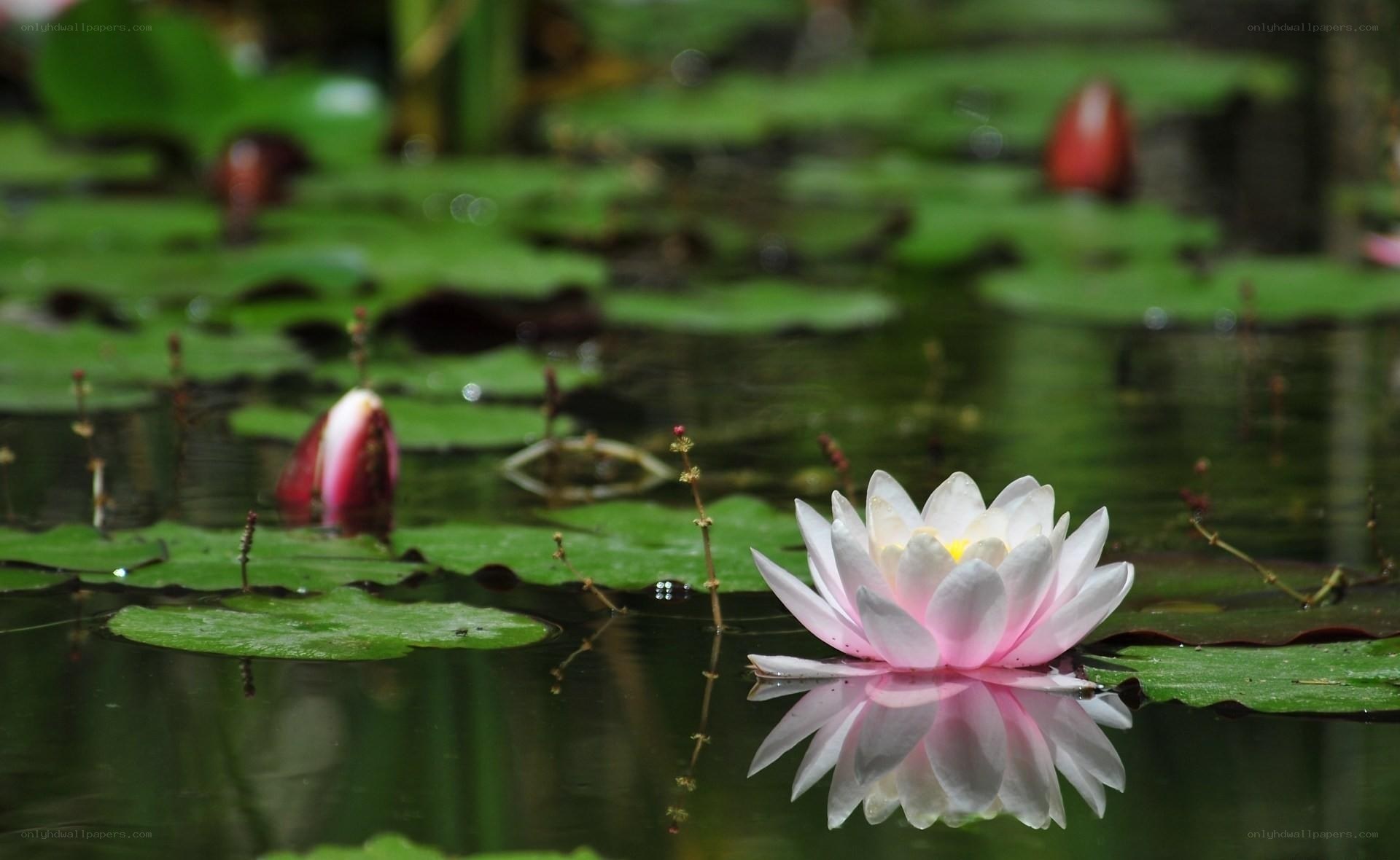 Pink lotus flower in pond
