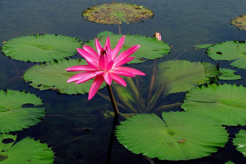 Pink lotus flower in pond