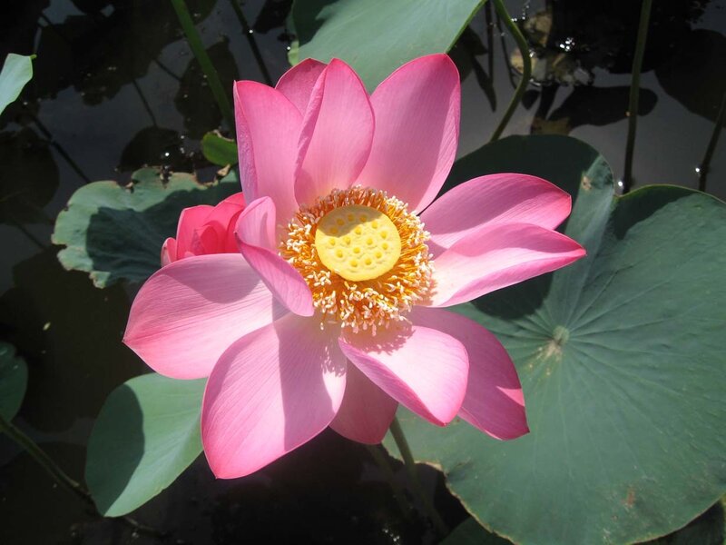 Pink lotus flower in pond