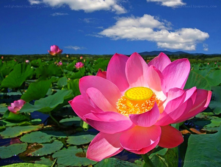 Pink lotus flower in pond