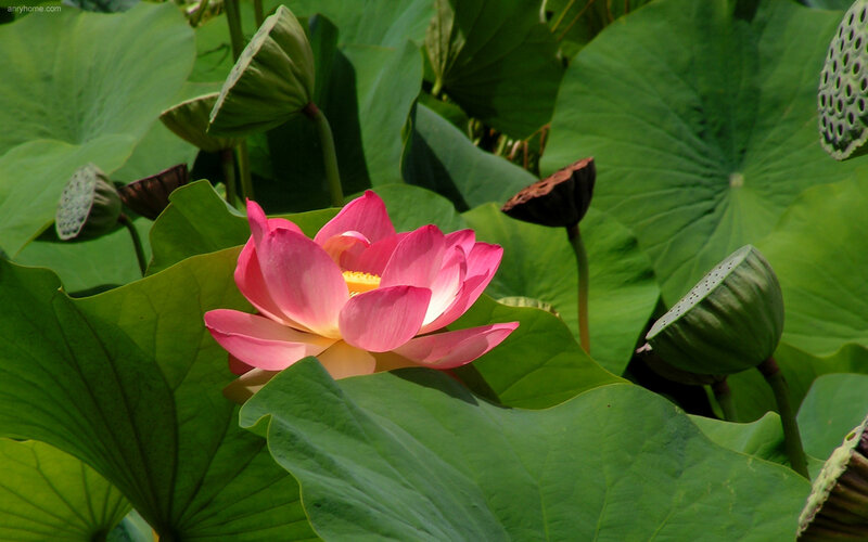 Pink lotus flower in pond