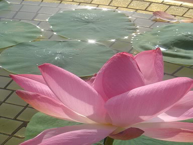Pink lotus flower in pond