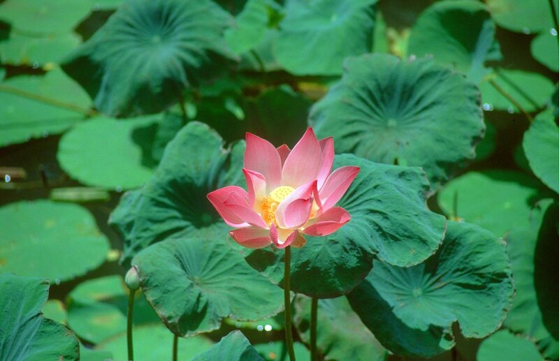 Pink lotus flower in pond