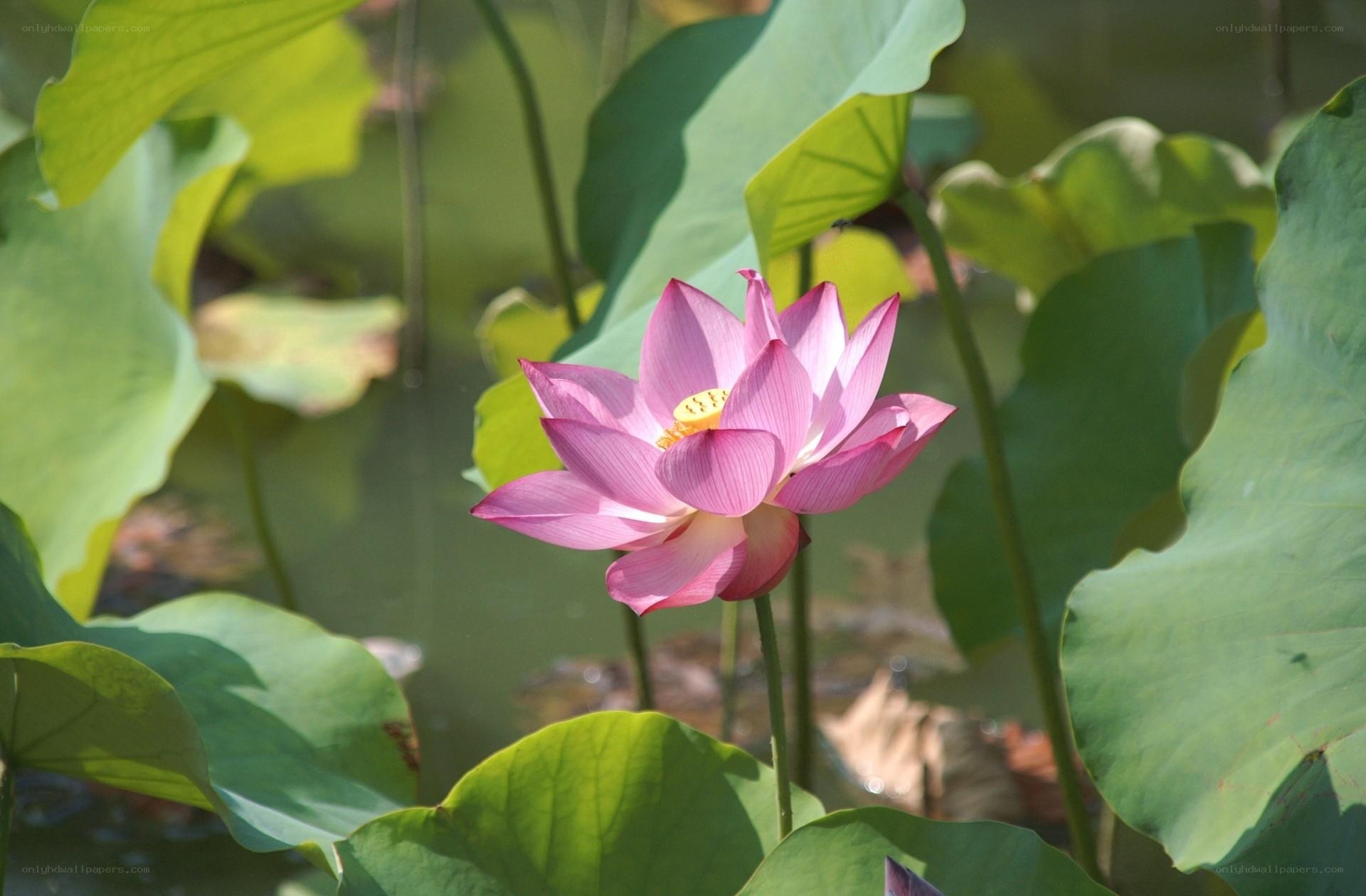 Pink lotus flower in pond