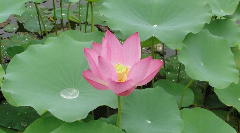 Pink lotus flower in pond