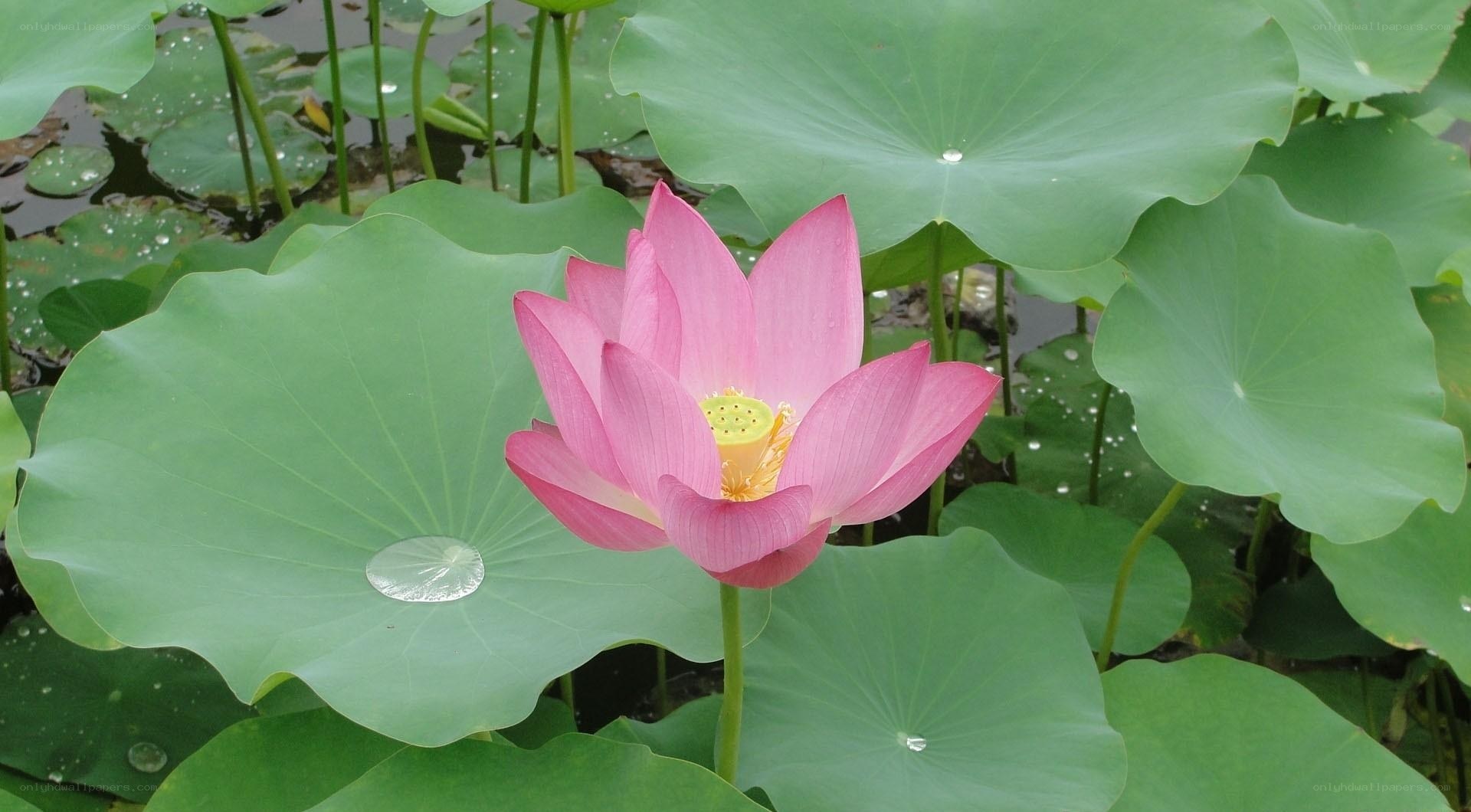Pink lotus flower in pond