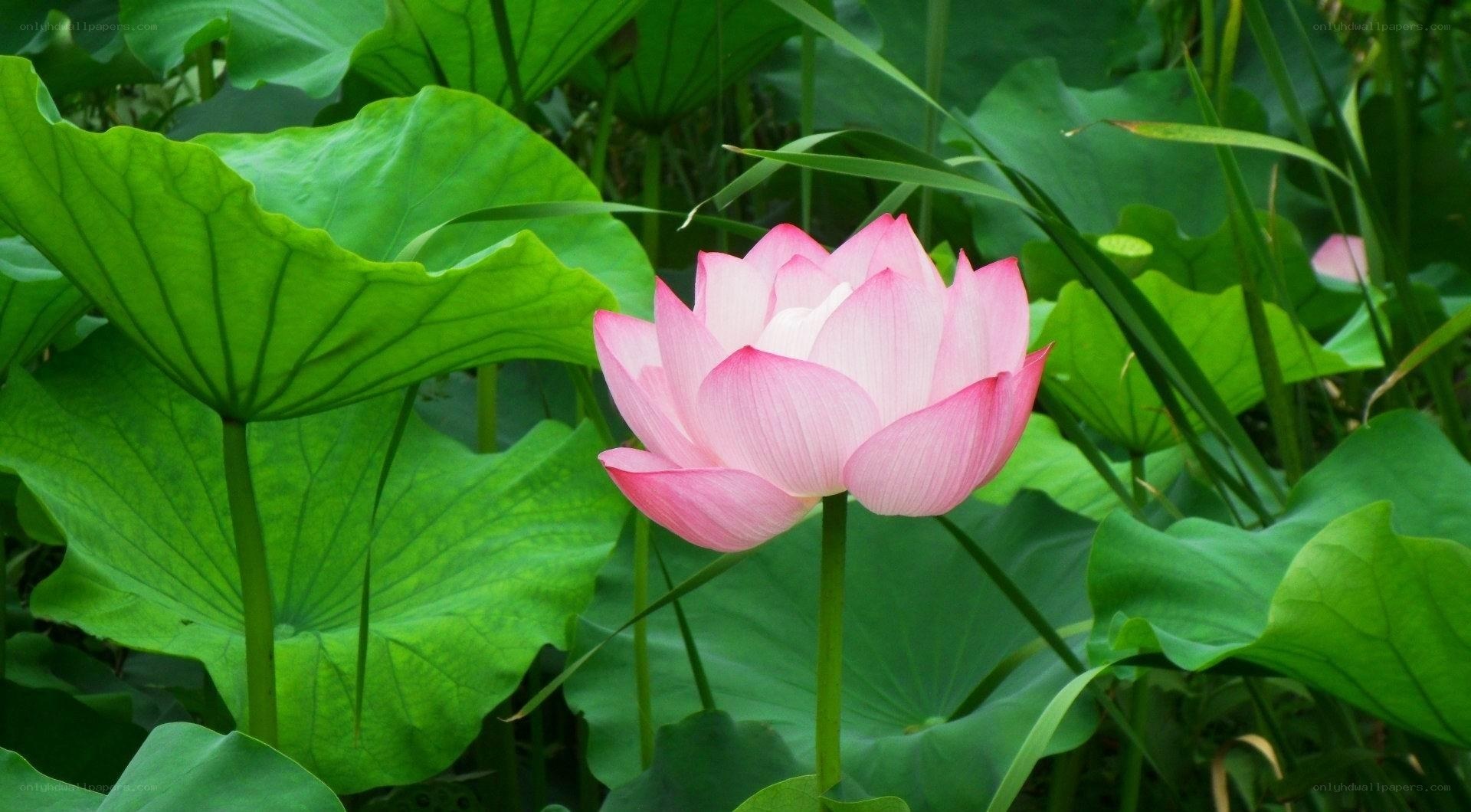 Pink lotus flower in pond