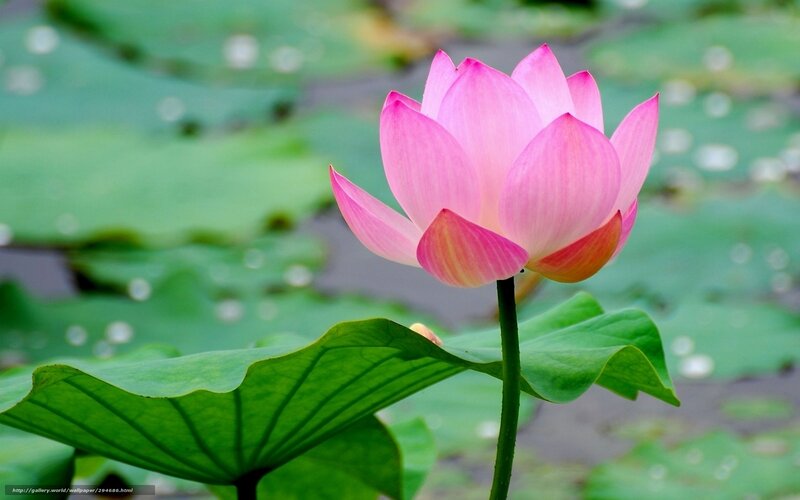 Pink lotus flower in pond