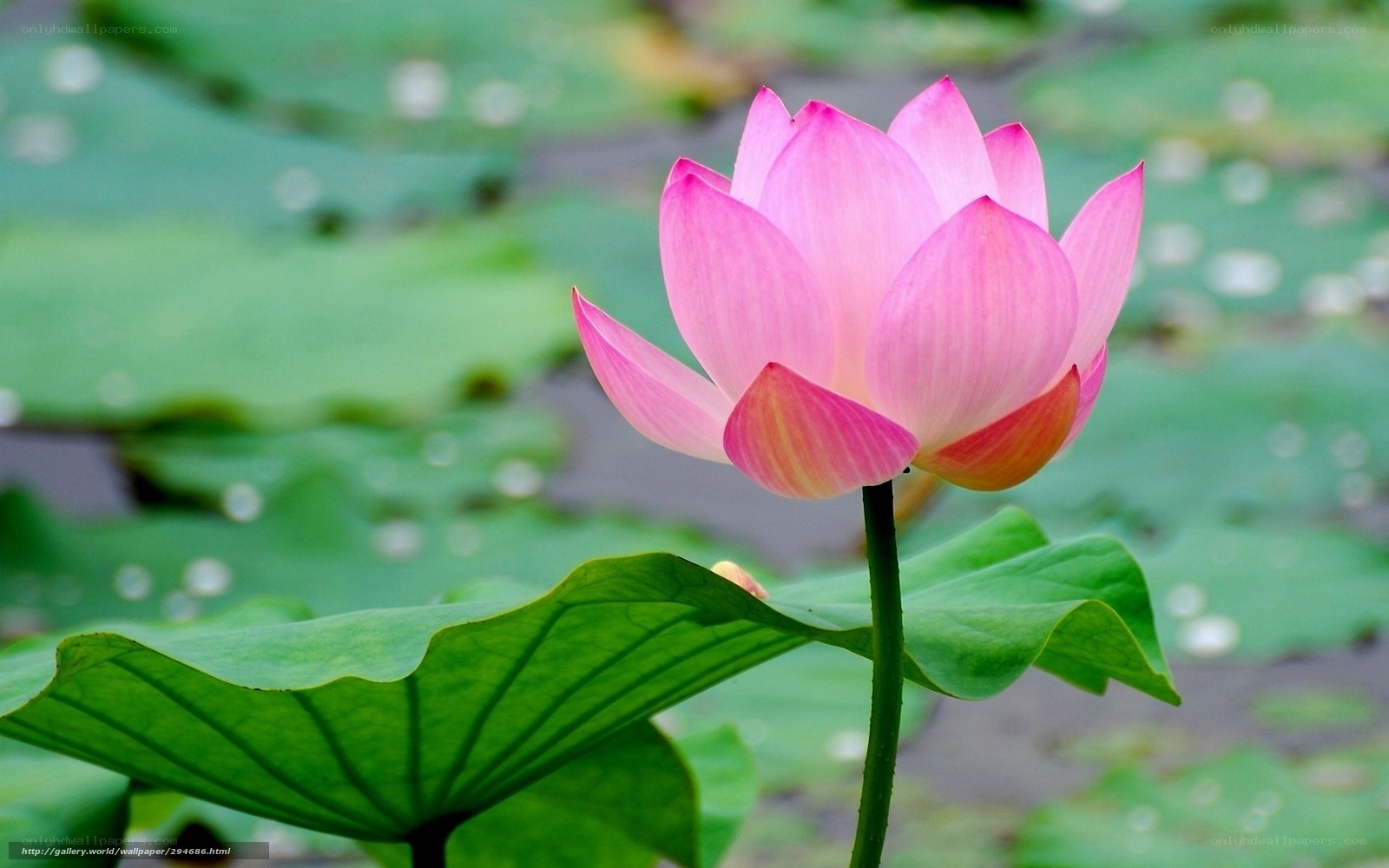 Pink lotus flower in pond