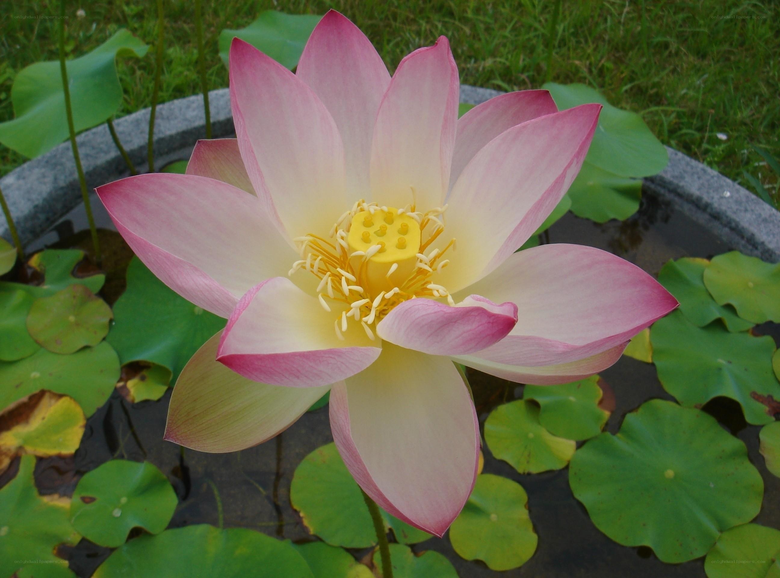 Pink lotus flower in pond