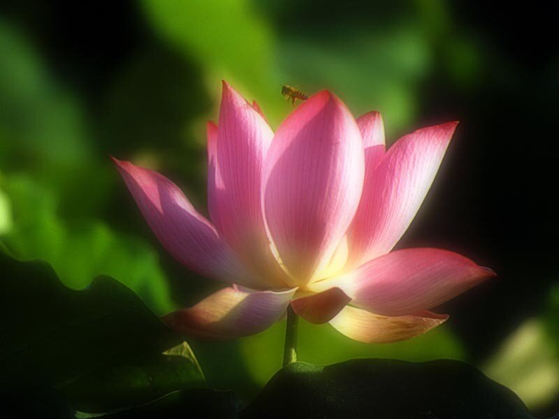 Pink lotus flower in sunlight