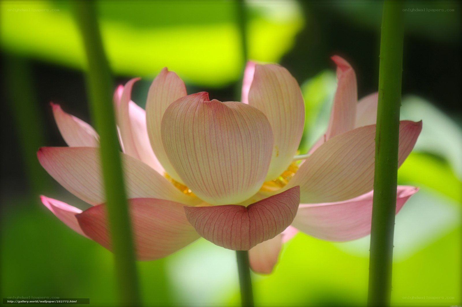 Pink lotus flower in sunlight