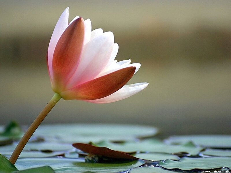 Pink lotus flower in water