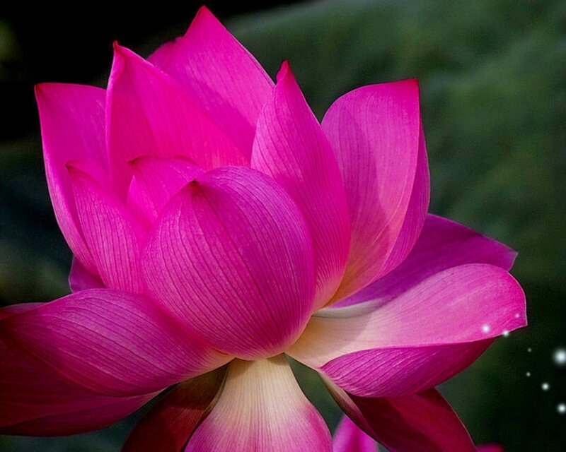 Pink Lotus Flower — Magenta, Serene