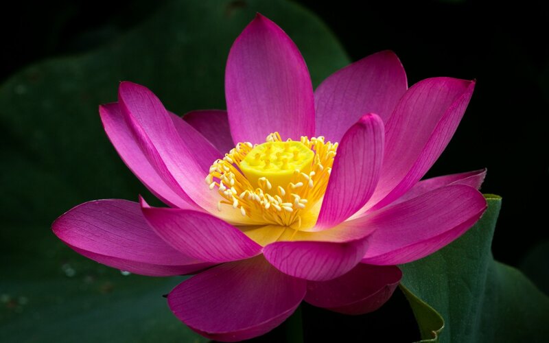 Pink Lotus Flower — Magenta