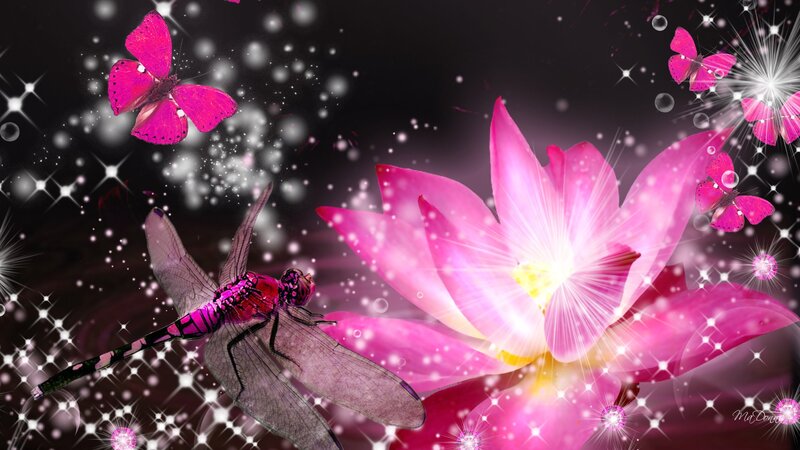 Pink Lotus Flower — Magical