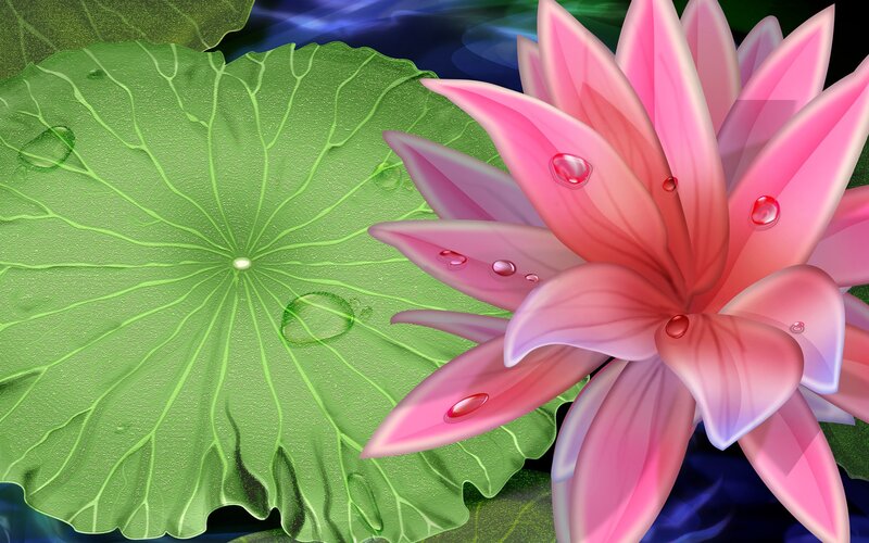 Pink lotus flower on a lily pad