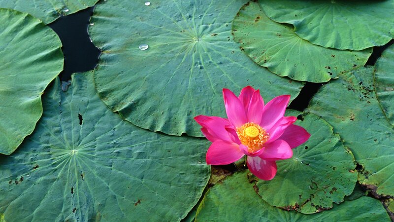 Pink lotus flower on lily pads