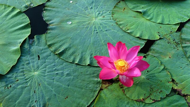 Pink lotus flower on lily pads
