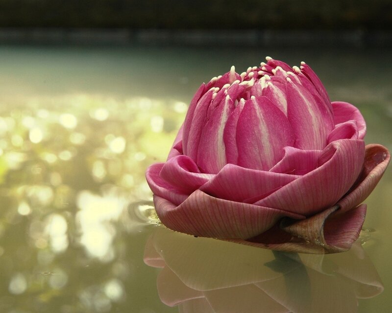 Pink lotus flower on water