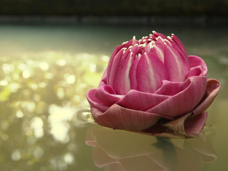 Pink lotus flower on water