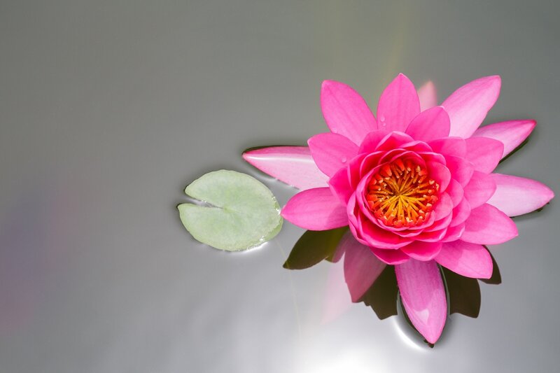 Pink lotus flower on water