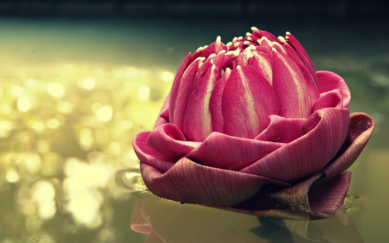 Pink lotus flower on water