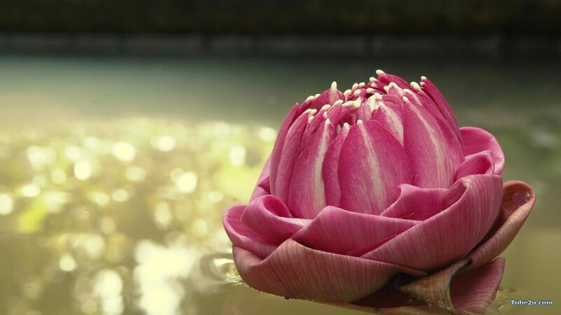 Pink lotus flower on water