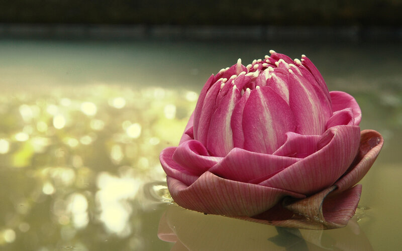 Pink lotus flower on water