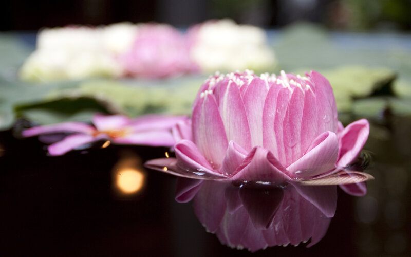 Pink lotus flower on water