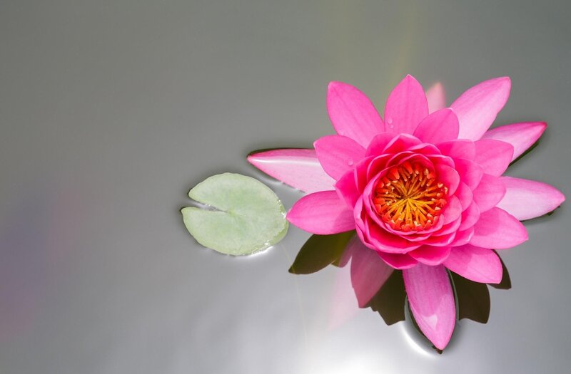 Pink lotus flower on water