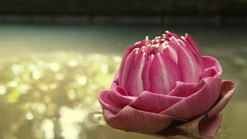 Pink lotus flower on water
