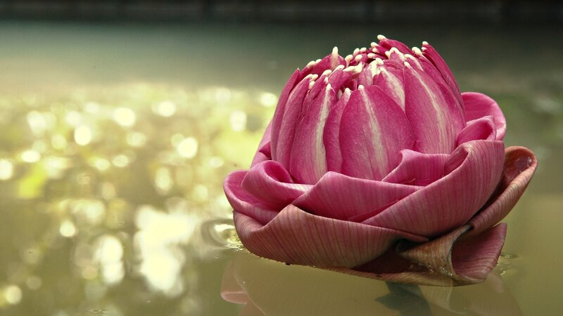 Pink lotus flower on water