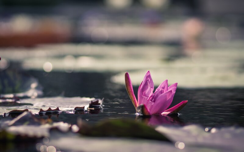 Pink Lotus Flower — Purple, Serene, Afternoon, Photograph