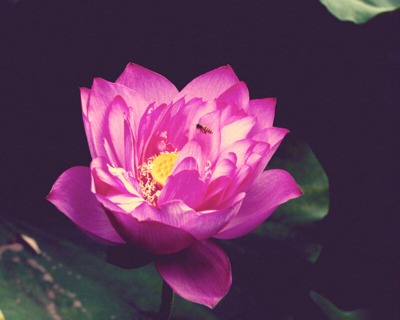Pink Lotus Flower — Purple, Serene, Afternoon