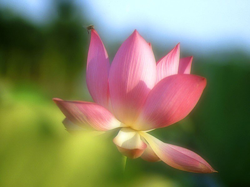 Pink Lotus Flower — Serene, Afternoon, Photograph, Bee, Petals