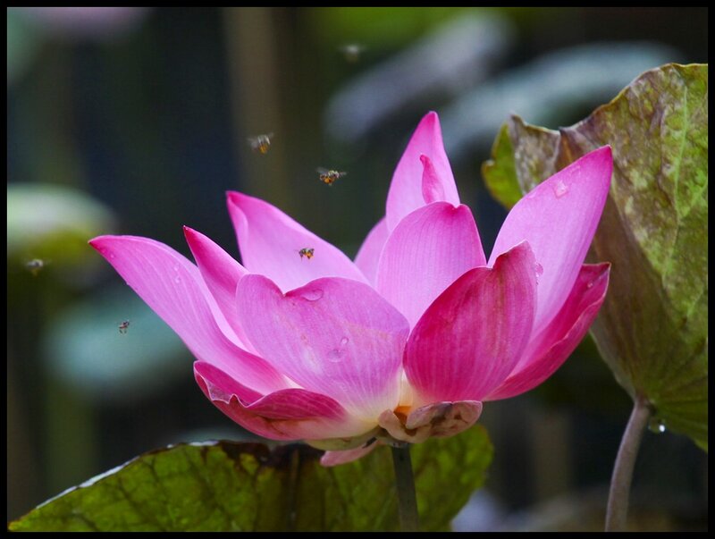 Pink Lotus Flower — Serene, Afternoon, Photograph, Bees