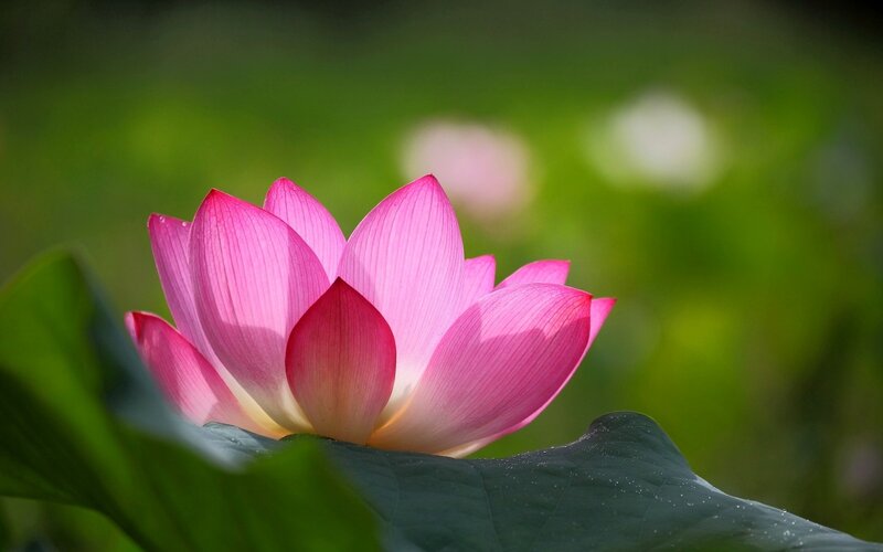 Pink Lotus Flower — Serene, Afternoon, Photograph, Green Leaf, Bloom