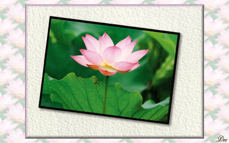 Pink Lotus Flower — Serene, Afternoon, Photograph, Green Leaf