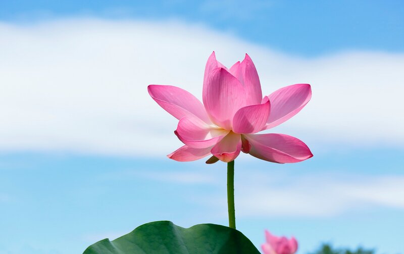 Pink Lotus Flower — Serene, Afternoon, Photograph, Green Stem