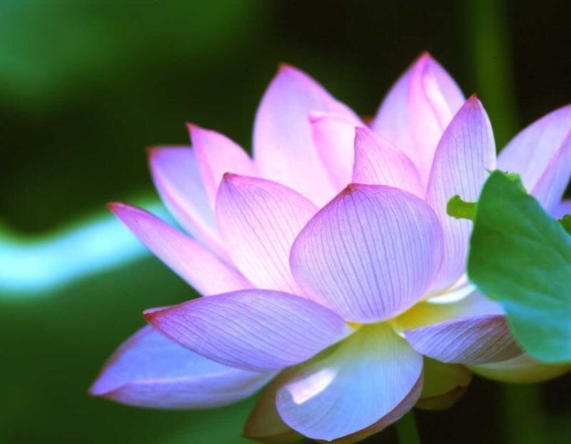 Pink Lotus Flower — Serene, Afternoon, Photograph, Leaf, Petals