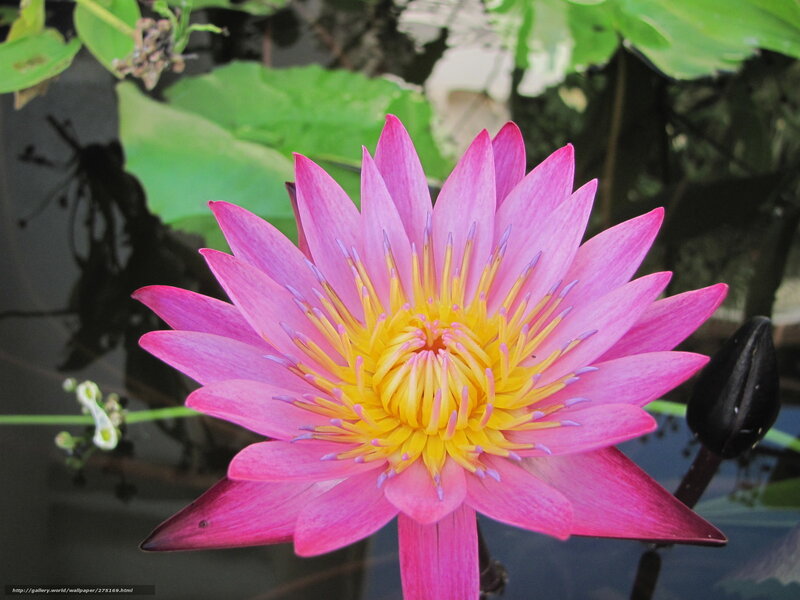 Pink Lotus Flower — Serene, Afternoon, Photograph, Lily Pad