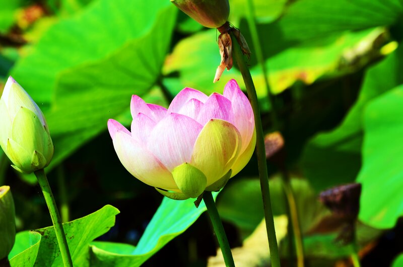 Pink Lotus Flower — Serene, Afternoon, Photograph, Lotus Bud, Green Leaves