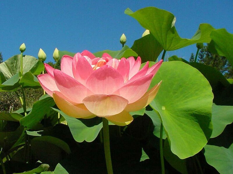 Pink Lotus Flower — Serene, Afternoon, Photograph, Lotus Buds