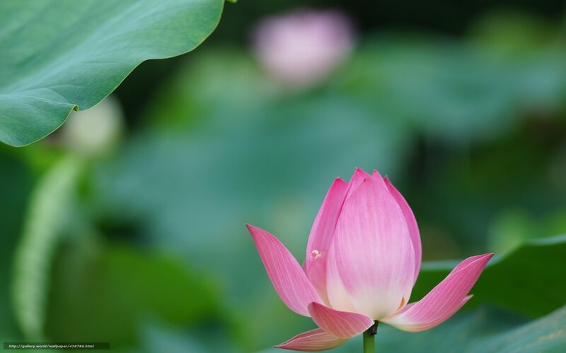 Pink Lotus Flower — Serene, Afternoon, Photograph, Lotus Leaf, Bloom