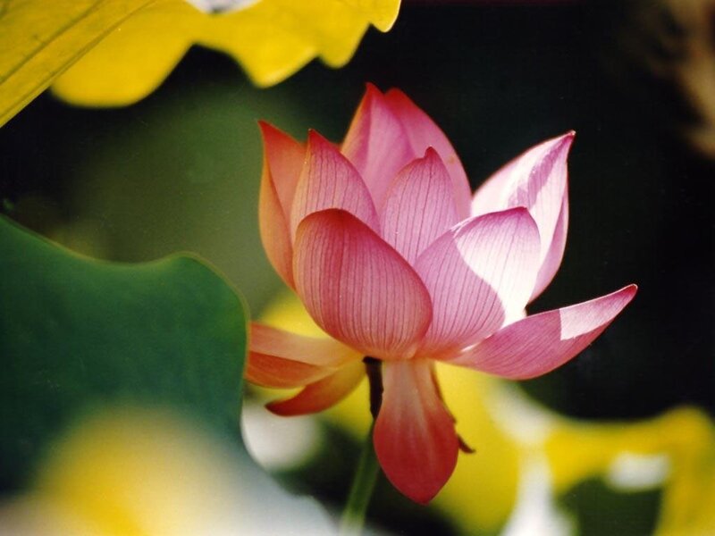 Pink Lotus Flower — Serene, Afternoon, Photograph, Lotus Leaf, Petals, Green